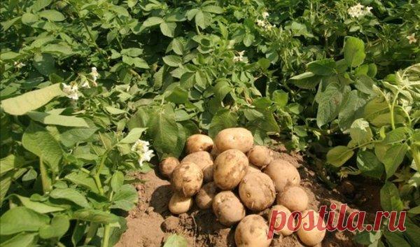 Тонна картофеля с одной сотки. Опыт из Сибири | Урожайный огород | Яндекс Дзен