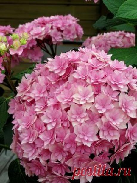 Hydrangea ‘Double Delight'