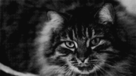 Кот (Котофул комьюнити): Интересно,кто зевнёт,глядя на этого котэ... - nadegdacherepaschuk@gmail.com - Gmail