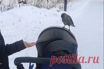 Вымогающие у людей еду кедровки попали на видео на Сахалине. Жители Сахалина пожаловались, что кедровки буквально вымогают еду у людей в городском парке. На кадрах видно, как птица садится на коляску с ребенком и скачет по ней, а стоящая рядом девочка предлагает ей лакомство. «Возможно, берут пример с белок», — говорится в подписи к посту.