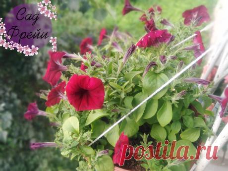 В августе спешу начеренковать Петунию, чтобы сохранить растение. Выбирала - обрезала - посадила  Через некоторое время заметила, что один кустик стоит оголенный, а другой как-то странно на меня взглянул, когда я на него смотрела. Что с ним не так? Как правильно за ними ухаживать? Ольга, Воронеж - Петуния – многолетнее травянистое растение семейства Паслёновые. Петуния цветёт с июня до начала ноября. Размножается семенами. Семена можно приобрести в цветочных магазинах. При покупке семян обратит…