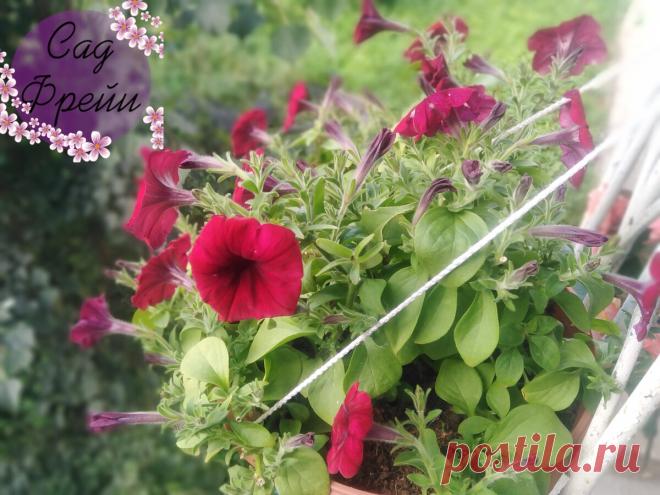 В августе спешу начеренковать Петунию, чтобы сохранить растение. Выбирала - обрезала - посадила  Через некоторое время заметила, что один кустик стоит оголенный, а другой как-то странно на меня взглянул, когда я на него смотрела. Что с ним не так? Как правильно за ними ухаживать? Ольга, Воронеж - Петуния – многолетнее травянистое растение семейства Паслёновые. Петуния цветёт с июня до начала ноября. Размножается семенами. Семена можно приобрести в цветочных магазинах. При покупке семян обратит…