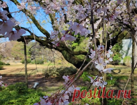 Japanese Weeping Cherry Tree Tips for Flowering Trees – Sparrow finds from Japan