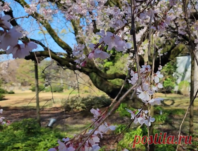 Japanese Weeping Cherry Tree Tips for Flowering Trees – Sparrow finds from Japan