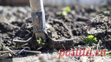 Почему не стоит перекапывать огород осенью: 5 причин