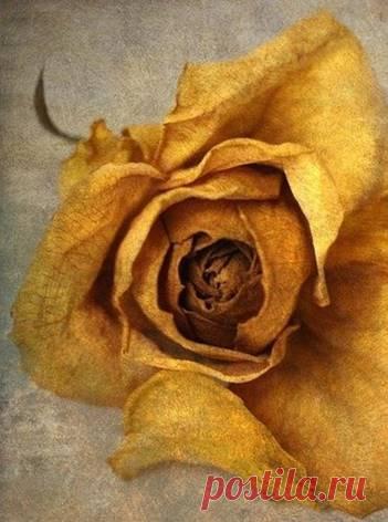 Приучайте себя все, что бы ни делали вы, делать отчетливо, с изяществом, расчлененно; не смазывайте своей деятельности, не делайте ничего безвкусно, кое-как. 

Помните, в «кое-как» можно потерять всю жизнь, и, напротив, в отчетливом ритмическом делании даже вещей и дел не первой важности можно открыть для себя многое, что послужит вам впоследствии самым глубоким, может быть, источником нового творчества.