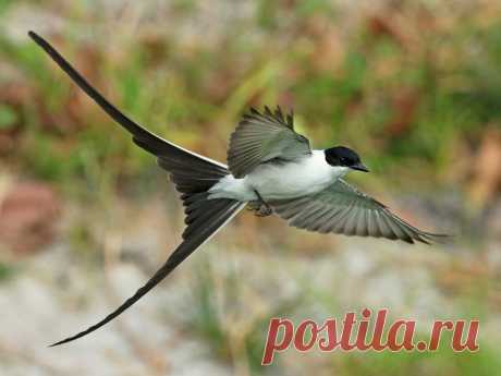 Животные, которые удивили нас в 2020 году (часть 6-я) | Batrachospermum Magazine | Яндекс Дзен