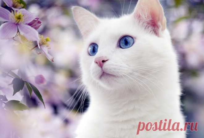 рисунки и картинки кошек и котят - Bing images