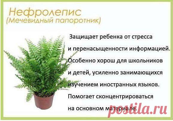 Нефролепис