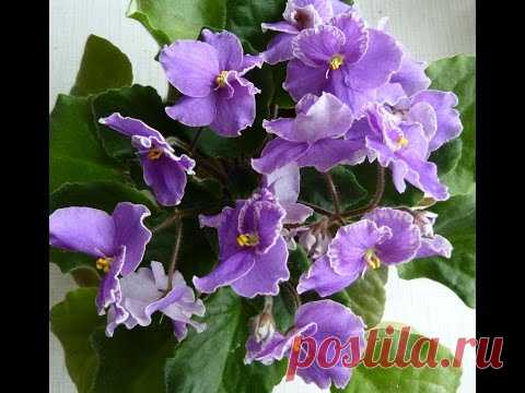 Мои цветочки,мои фиалочки