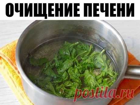 То, что сделает с твоей печенью 1 стакан этого напитка, можно назвать настоящим чудом! 
Если печень перегружена или плохо работает, мы сразу же это чувствуем. Слабость, нехватка энергии, головокружение, тошнота, боль в правом подреберье, проблемы с пищеварением и кожная сыпь — всё это признаки того, что с печенью непорядок. 
Очищение печени в домашних условиях возможно благодаря простому рецепту мятно-лимонного напитка! Абсолютно безопасное средство, которое тут же улучшае...