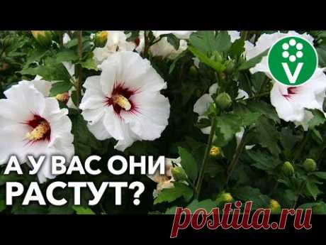 КРАСИВОЦВЕТУЩИЕ КУСТАРНИКИ ДЛЯ ВАШЕГО САДА! Выбираем, высаживаем и любуемся! - YouTube