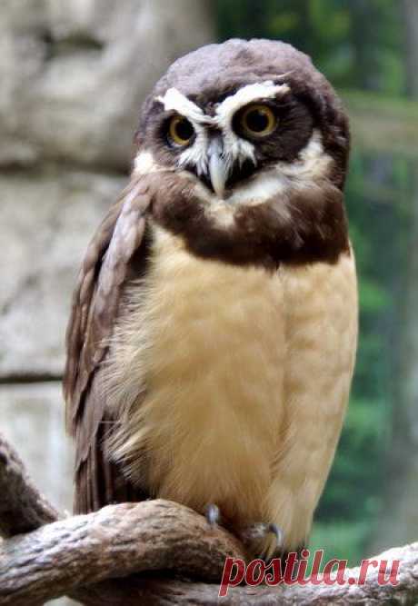 Животный мир, Совы, owl photo, сова, птицы, , basik.ru
