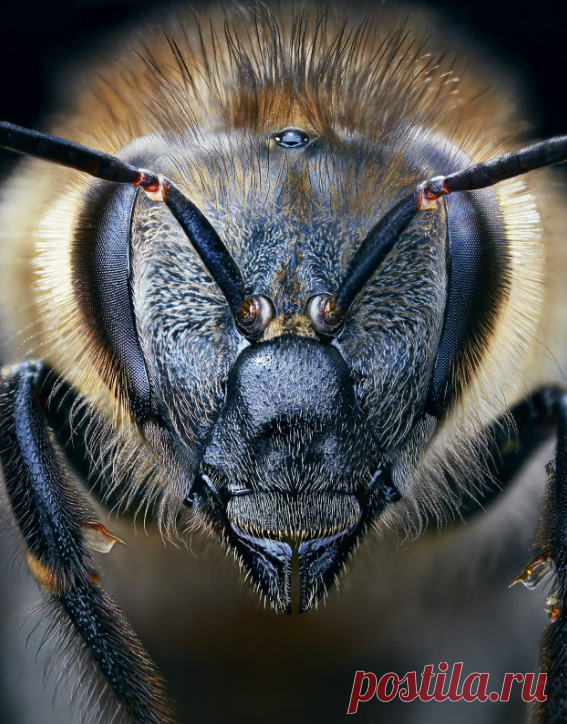 Драматичная красота исчезающих с лица Земли. Скоро они останутся только в книгах. | Cher.Na | Яндекс Дзен