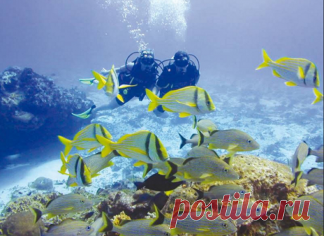 Египет: Дахаб и его подводный мир Дахаб, бедуинская деревня примерно в км к северо-востоку от Шарм-эль-Шейха, превратилась из места встреч и отдыха компаний хиппи в центр мирового туризма в одним из самых популярных направлений для дайвинга на Синае. Для начинающих Дахаб предлагает погружения на небольшой глубине. Для сертифицированных дайверов становится возможным совершения путешествия к центру знаменитой «Blue Hole» (Голубое Ущелье) на …