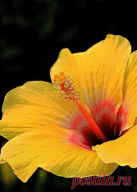 Hibiscus | A Passion for Planting.