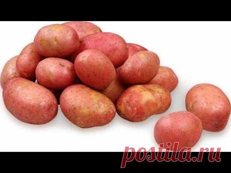 ТОП 4 Рецепта из КАРТОФЕЛЯ на НОВОГОДНИЙ СТОЛ. Блюда из Картофеля.