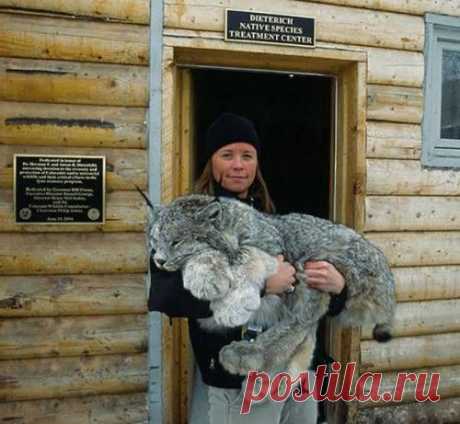 Дикие животные, в которых невозможно не влюбиться / Питомцы