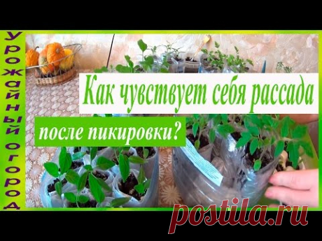 РАССАДА ПОСЛЕ ПИКИРОВКИ!!!РЕЗУЛЬТАТ НА 10-14 ДЕНЬ!!!