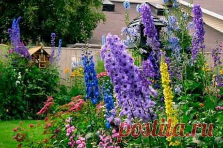 Дельфиниум..