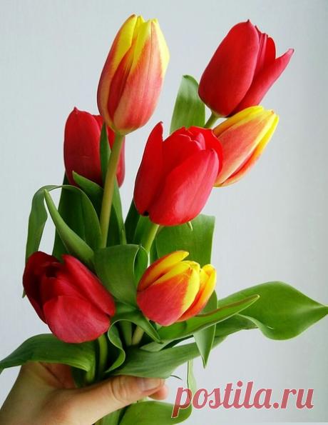 Весеннего Вам обновления, И Радости, и Волшебства, Приподнятого настроения - Сегодня, завтра и всегда! 😊