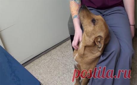 Cachorro é salvo 5 minutos antes do horário em que seria sacrificado