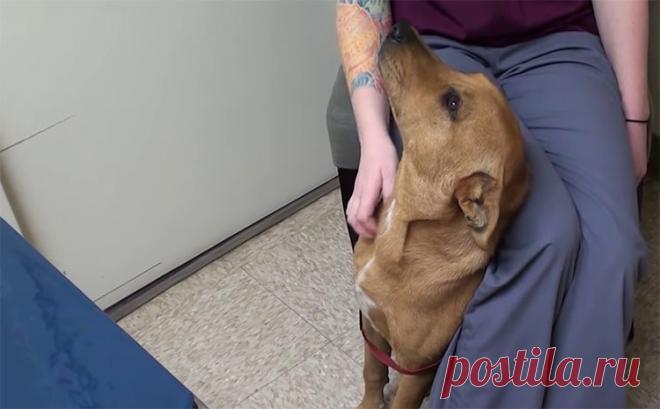 Cachorro é salvo 5 minutos antes do horário em que seria sacrificado