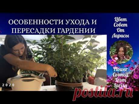 ОСОБЕННОСТИ УХОДА И ПЕРЕСАДКИ ГАРДЕНИИ ЖАСМИНОВИДНОЙ 4К