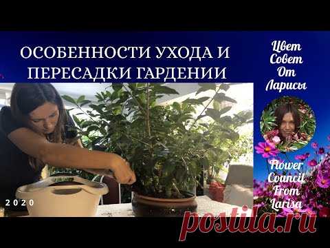 ОСОБЕННОСТИ УХОДА И ПЕРЕСАДКИ ГАРДЕНИИ ЖАСМИНОВИДНОЙ 4К