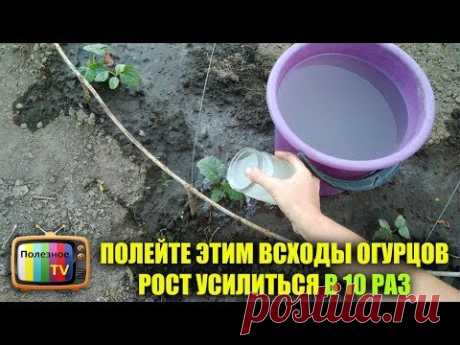 ПОЛЕЙТЕ ЭТИМ ВСХОДЫ ОГУРЦОВ РОСТ УСИЛИТСЯ В 10 РАЗ РАННИЙ УРОЖАЙ