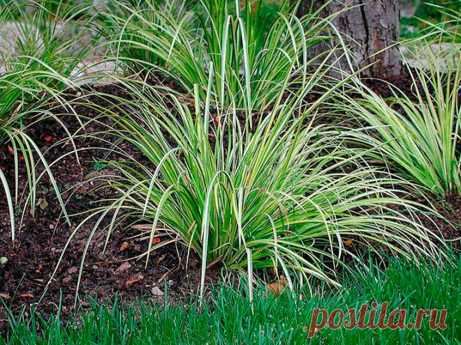 Комнатное растение Аир (Acorus). Аир - похожее на злак растение, встречающееся по берегам рек и озер. Некоторые его разновидности какое-то время могут расти в аквариуме. Поэтому аиру не страшно переувлажнение почвы; это достаточно выносливое, хотя и не слишком эффективное растение с ползучим разветвленным корневищем толщиной до 1 см.