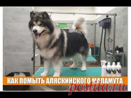 КАК ПОМЫТЬ АЛЯСКИНСКОГО МАЛАМУТА / Groomtime for Alaskan Malamute