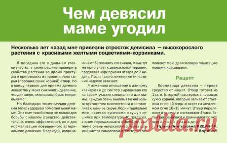 Девясил