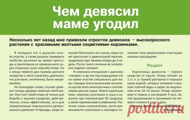 Девясил