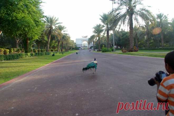 забор дворца шейха Эмиратов, Халифа, сына Заеда.  Я назло сделал кадр в сторону забора дворца шейха.