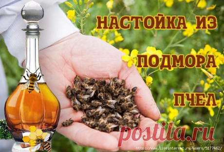 Настойка из подмора пчел...
