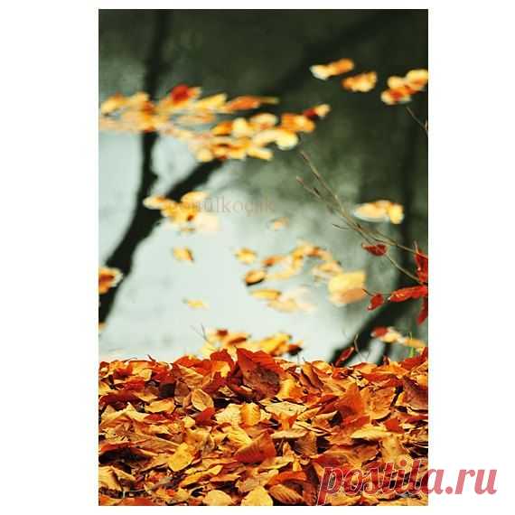 Autumn, leaves, fall, Nature photography, Wall Decor, lake, Orange, rustic, leaf, woodland in Fall, reflection, 10x15 inches