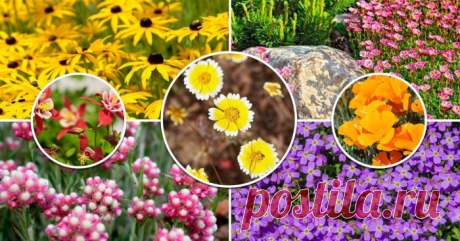 Май: безрассадные цветы