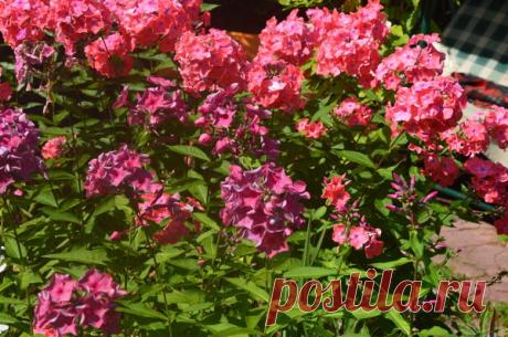 Правила деления травянистых многолетников: как, когда и зачем