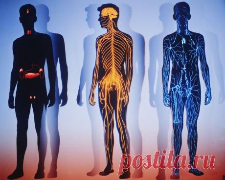 Вопросы о человеческом теле, на которые наука пока не может дать ответы | Гостиная для друзей