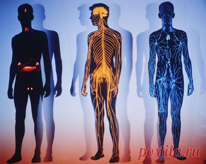 Вопросы о человеческом теле, на которые наука пока не может дать ответы | Гостиная для друзей