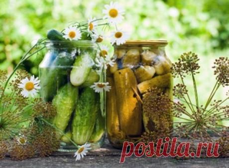 Огурчики на зиму. Делимся рецептами