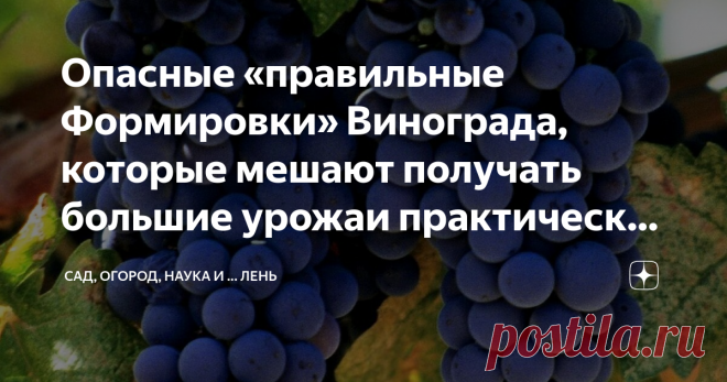 Опасные «правильные Формировки» Винограда, которые мешают получать большие урожаи практически всем садоводам и дачникам Учение — это свет, а не учение, тьма, пословица абсолютно правильная. Но вот часто её трактовка - не то что неправильная, а такая, совсем неправильная. Учение – это познание, а не закостенелое повторение догм. Но если дело касается такой отрасли садоводства как виноградарство, то складывается впечатление, что оно замерло, где так в конце 18 века.
Приведу ...
