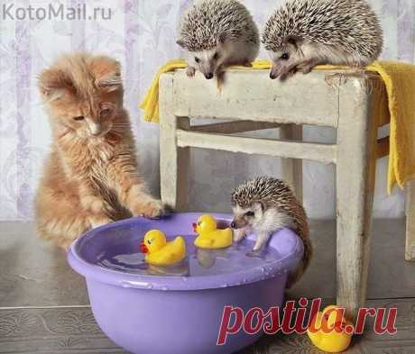 Наконец-то ёжики вышли с тумана...