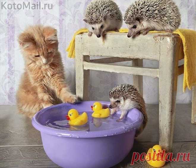 Наконец-то ёжики вышли с тумана...