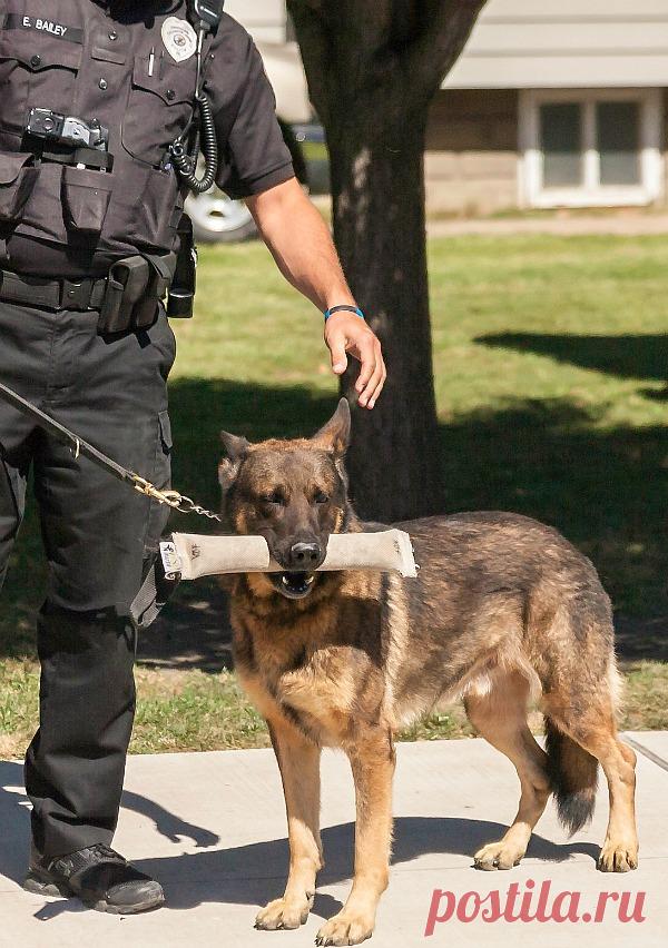 И днем и ночью кот ученый: 7 животных с высшим образованием