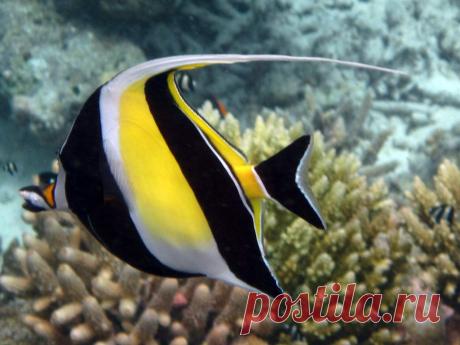 Maldives Underwater: Moorish Idol (one of the Nemo's friends) Latin: Zanclus Cornutus Italian: Idolo Moresco  Thudufushi Island, Ari South Atoll, Maldives Canon D10  Many thanks in advance to everyone who will pass by visiting my shots. Comments are appreciated. You are welcome. Sergio  © Sergio Presbitero 2011, All Rights Reserved This work may not be copied, reproduced, republished, edited, downloaded, displayed, modified, transmitted, licensed, transferred, sold, distri...