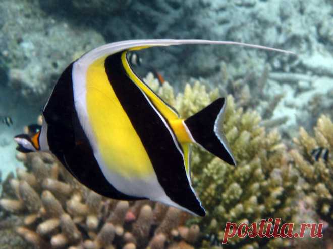 Maldives Underwater: Moorish Idol (one of the Nemo's friends) Latin: Zanclus Cornutus Italian: Idolo Moresco  Thudufushi Island, Ari South Atoll, Maldives Canon D10  Many thanks in advance to everyone who will pass by visiting my shots. Comments are appreciated. You are welcome. Sergio  © Sergio Presbitero 2011, All Rights Reserved This work may not be copied, reproduced, republished, edited, downloaded, displayed, modified, transmitted, licensed, transferred, sold, distri...
