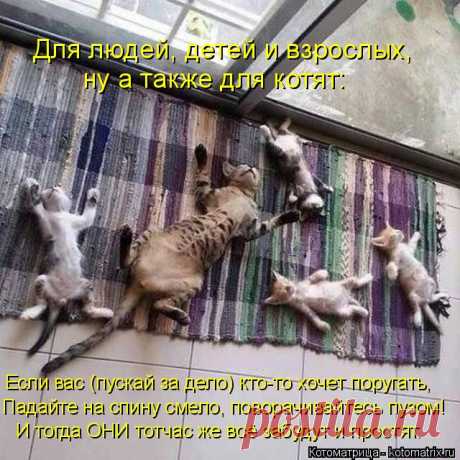 Котоматрица: Круть