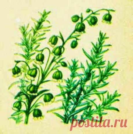 Садоводство : Тархун-трава